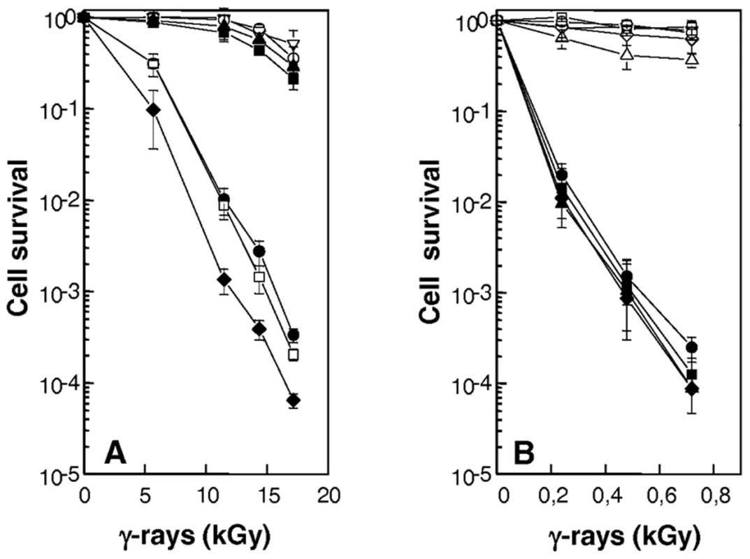 Increased sensitivity to γ-irradiation of cells devoid of RecF, RecO, RecR, or UvrD.