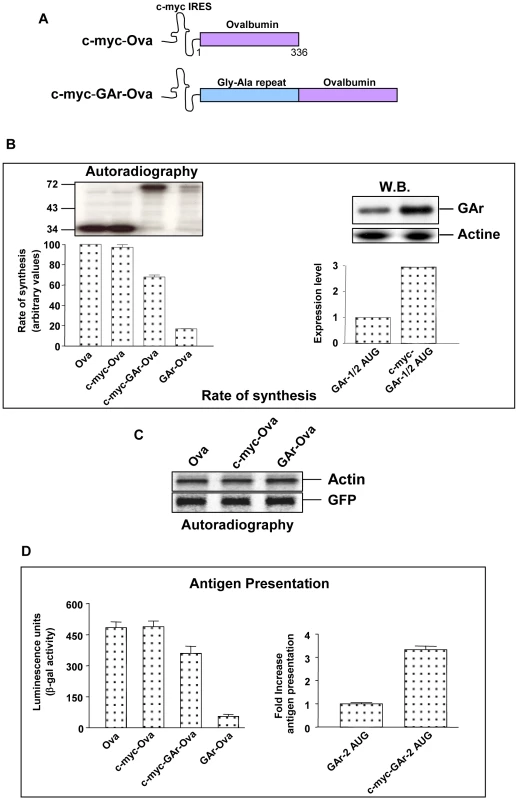 GAr suppresses antigen presentation by targeting the mRNA translation initiation process.