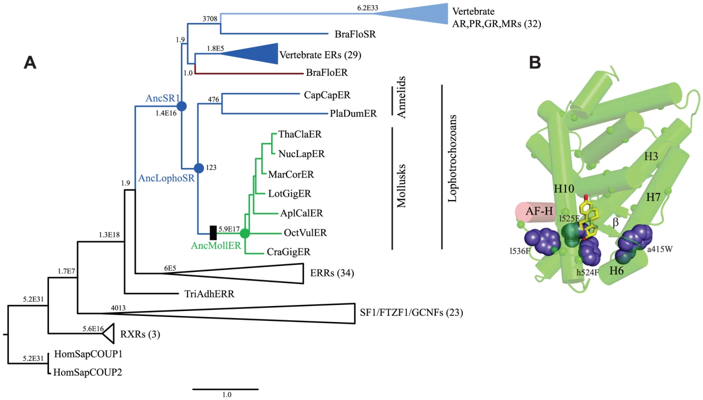 Constitutive activity evolved on the branch between ancestral lophotrochozoan and mollusk steroid receptors.