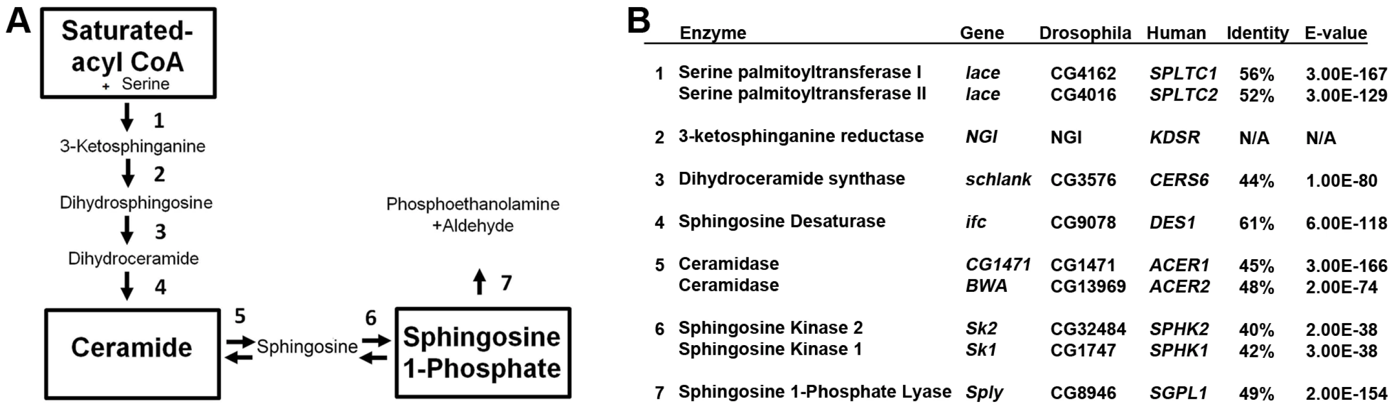 Sphingolipid metabolism in flies and humans.