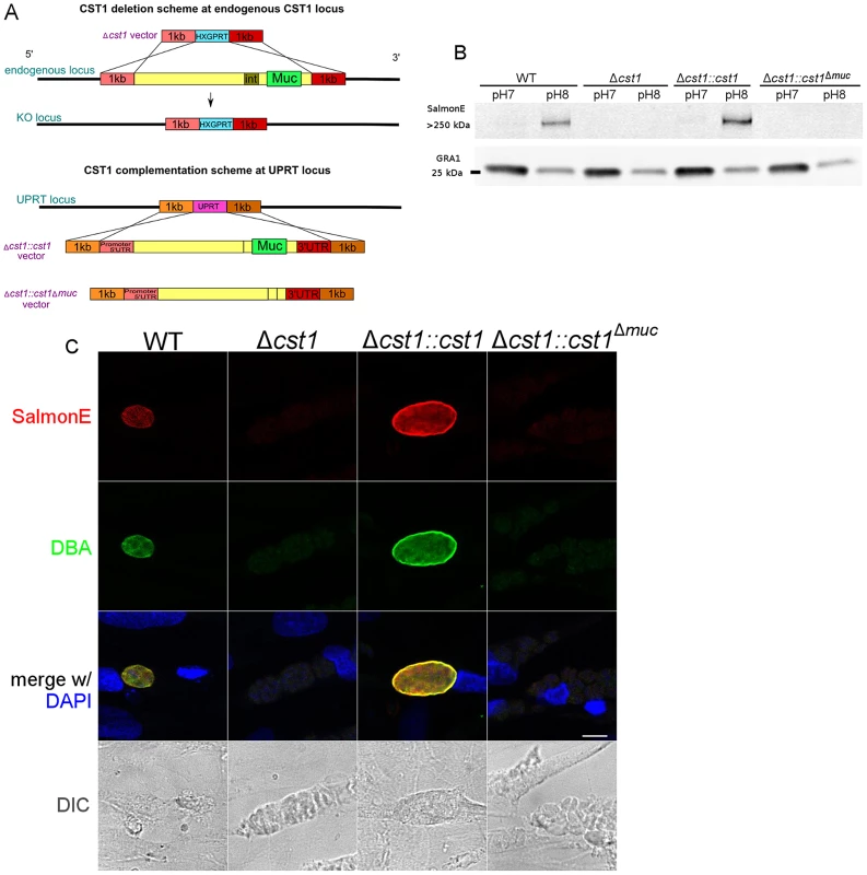 Characterization of CST1 knock out (Δ<i>cst1</i>) and CST1 complemented <i>T. gondii</i> strains.