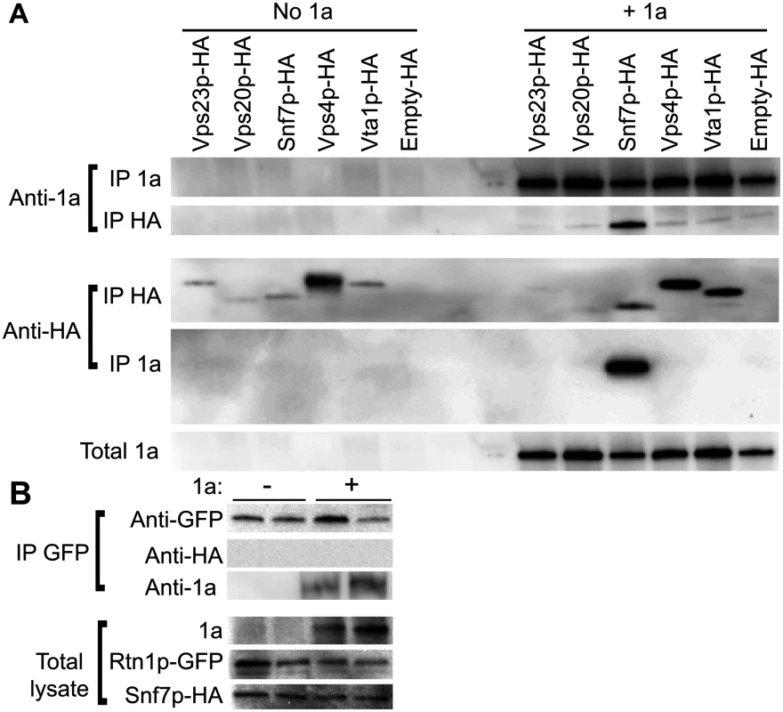 Snf7p immunoprecipitates with BMV 1a but not with Rtn1p.