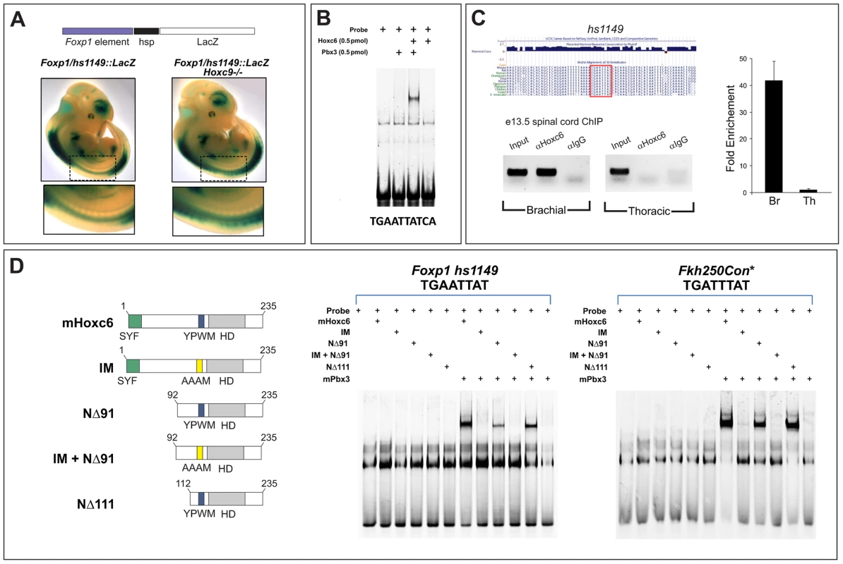 Analysis of binding properties of Hoxc6 mutant derivatives.