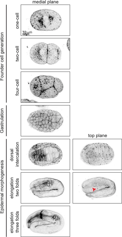 GPI-APs are present at the membrane throughout embryogenesis.
