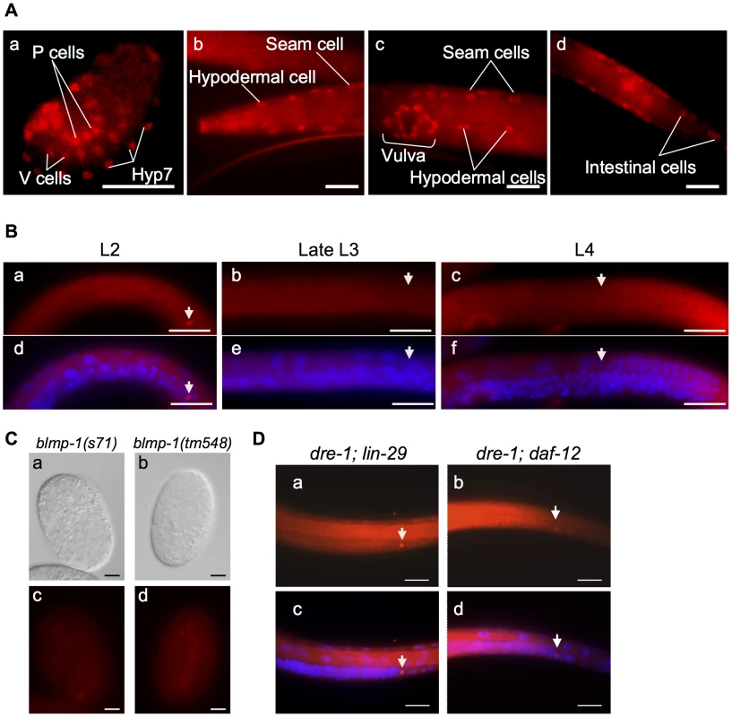 BLMP-1 expression pattern and its regulation.
