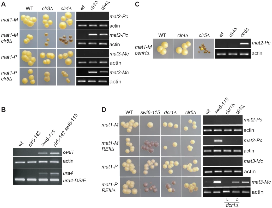Range of action of Clr5 in the mating-type region.