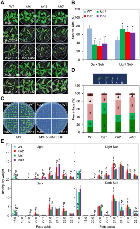 Phenotypic analysis of <i>loh</i> mutants in response to hypoxic and ethanolic treatments.