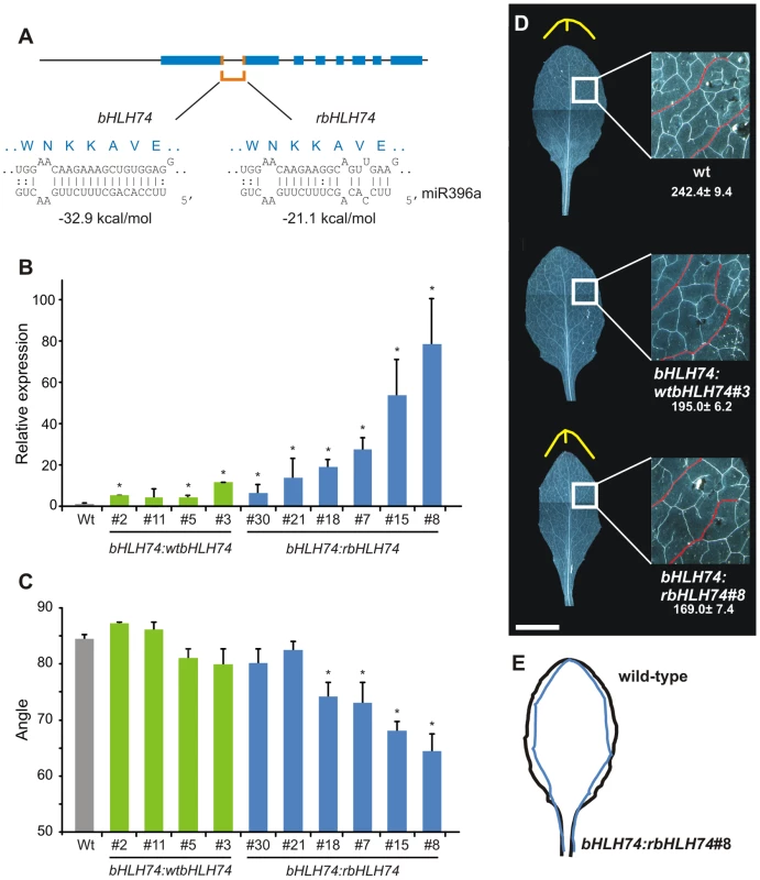 Characterization of transgenic plants expressing a miR396-resistant <i>bHLH74</i>.