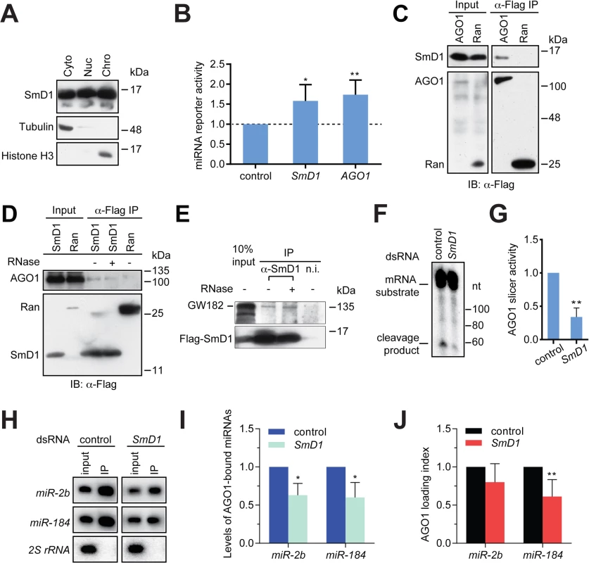 SmD1 interacts with miRISC components and loss of SmD1 abolishes miRISC assembly/function.