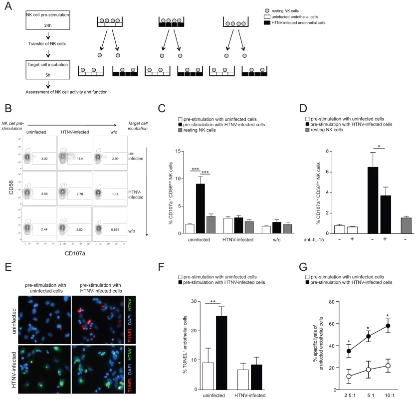 Hantavirus-activated CD56<sup>dim</sup> NK cells kill uninfected but not hantavirus-infected endothelial cells.