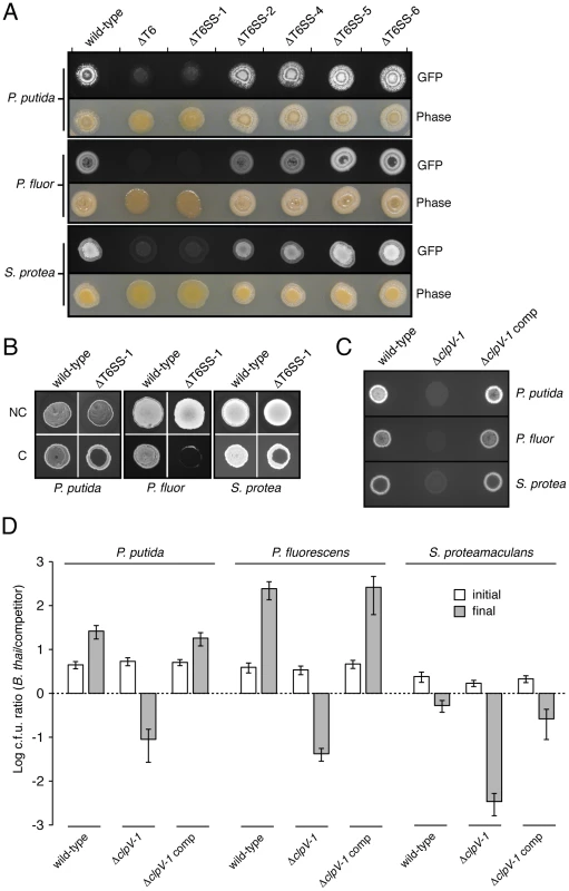 T6SS-1 is involved in cell contact-dependent interbacterial interactions.