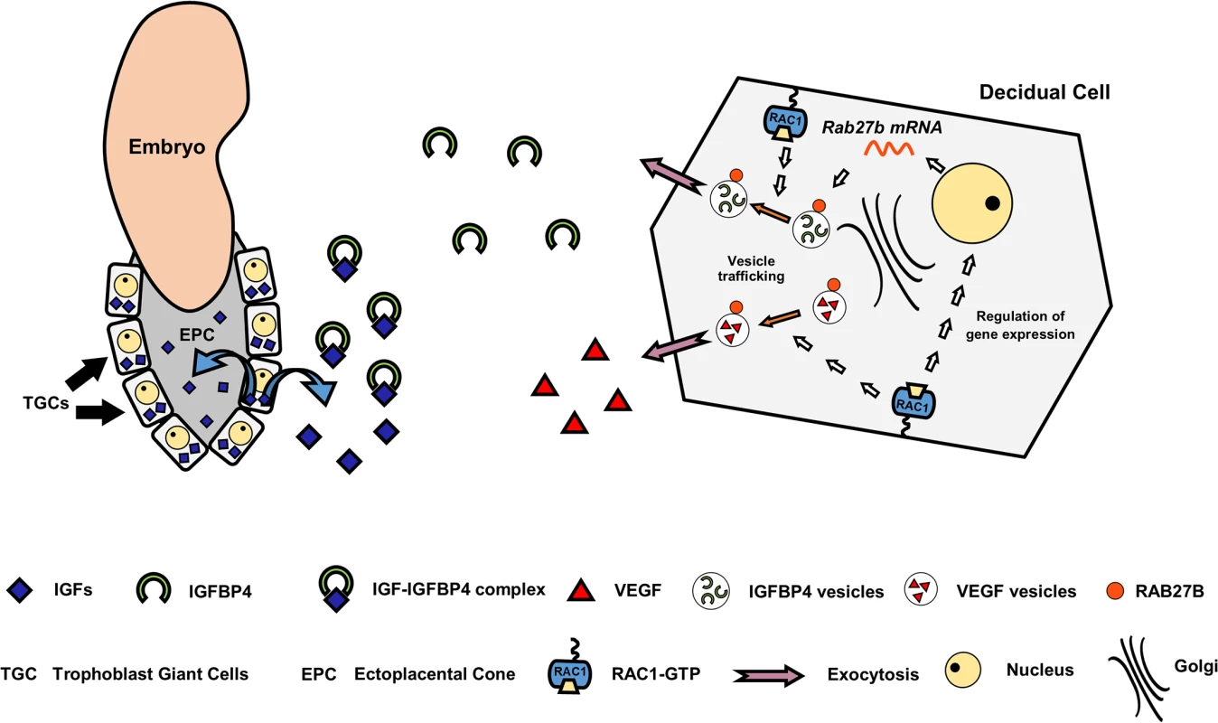 A model depicting the mechanism of Rac1 action in mouse uterus during early pregnancy.