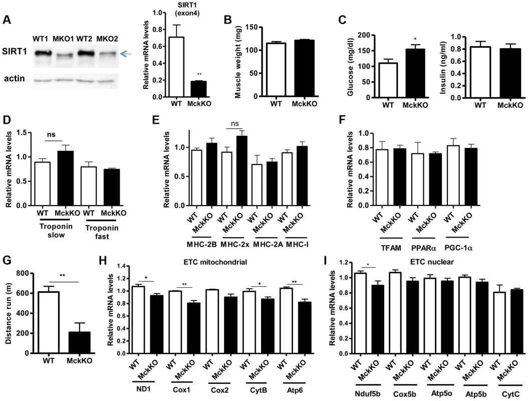 Loss of SIRT1 from skeletal muscle does not affect fiber type composition but reduces the capacity for endurance exercise.