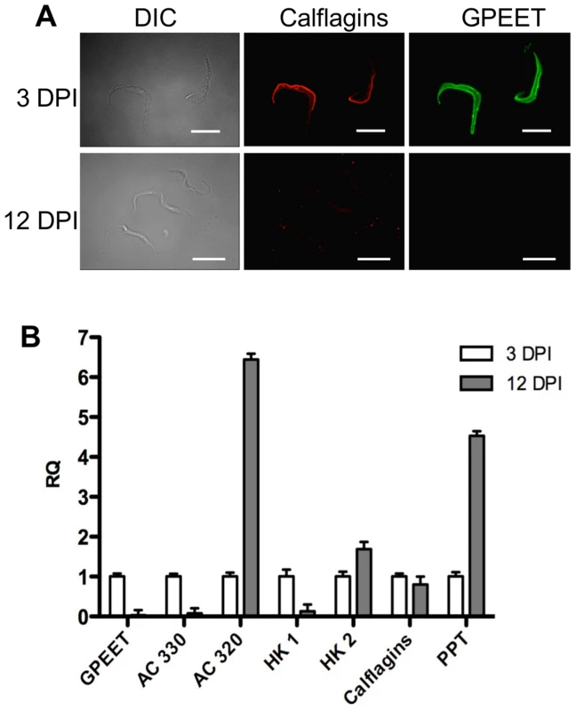 Differential expression of early and late procyclic form markers in tsetse flies.