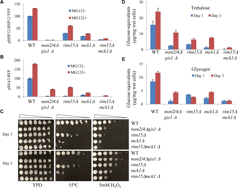 Starvation-induced gene expression, stress resistance, and storage carbohydrates detected in transition-phase cells.