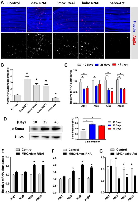 Activin regulates muscle autophagy.