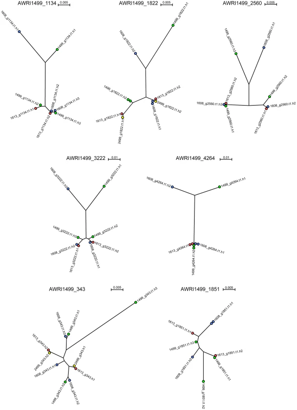 Haplotype analysis of <i>D. bruxellensis</i> isolates.
