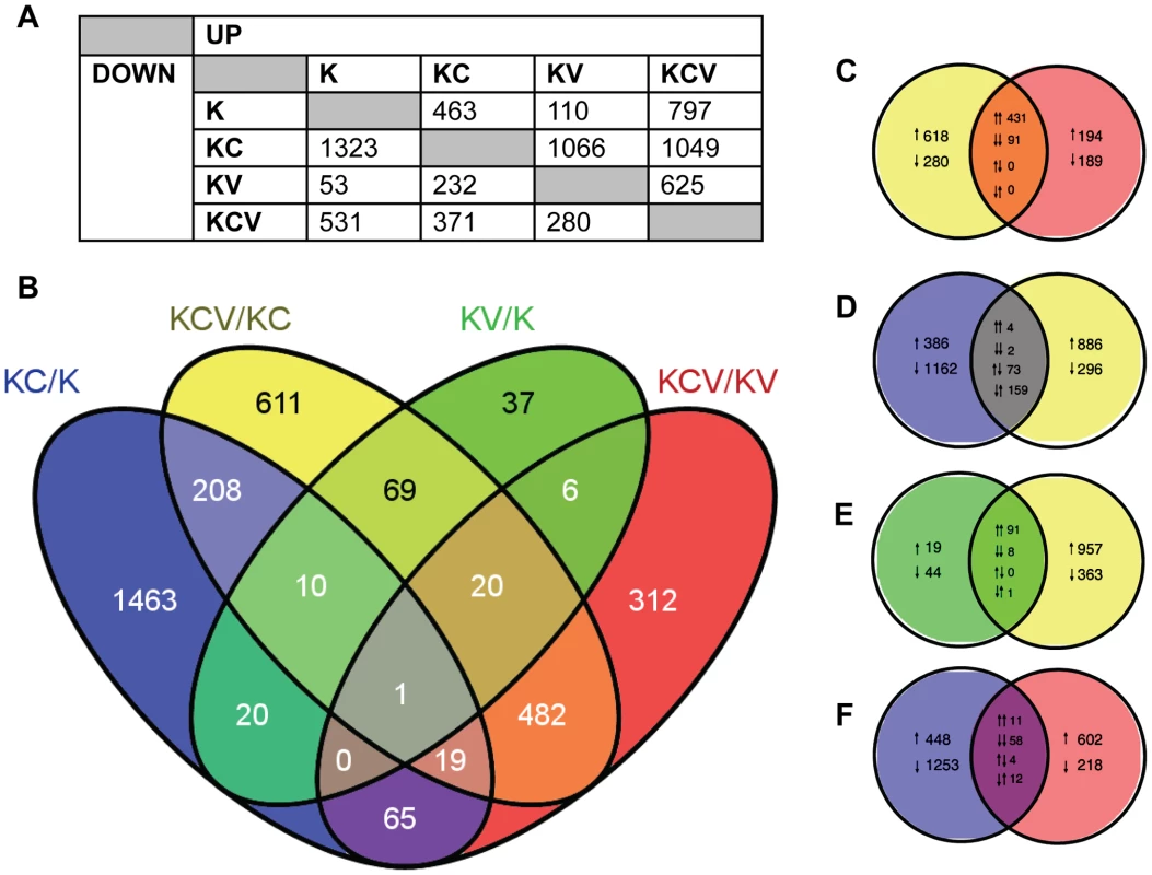 Overview of transcription data.