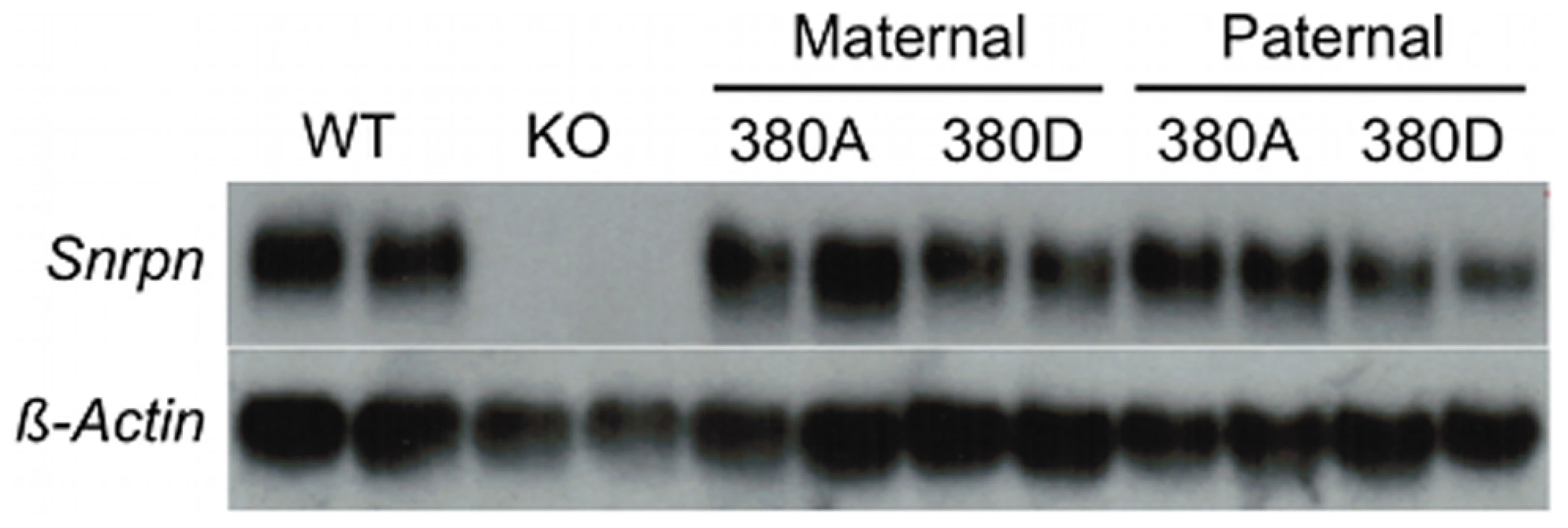 380J10 BAC transgene expression analysis.