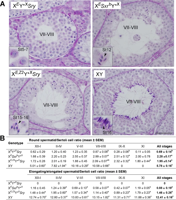 Histology analysis.