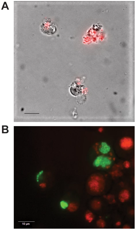 Expression of GFPuv and mCherry in transformed <i>E. chaffeensis</i>.