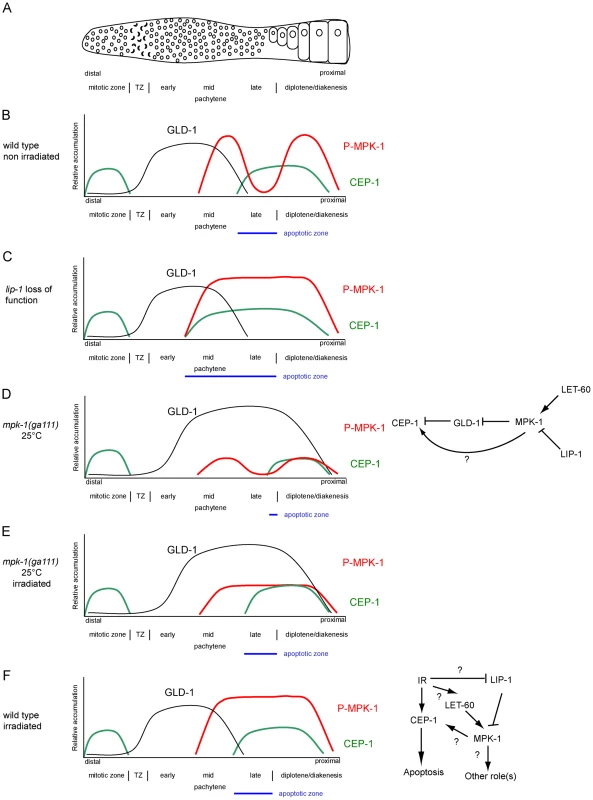 CEP-1 regulation by MPK-1 signaling.