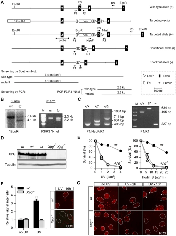 Generation of <i>Xpg<sup>−/−</sup></i> mice.