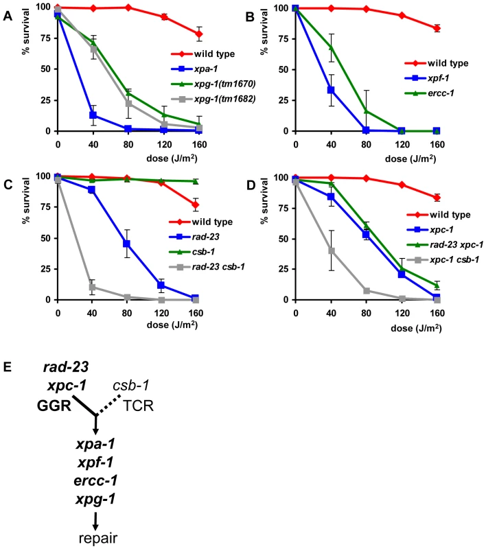 Germ cell and embryo survival following UV irradiation.