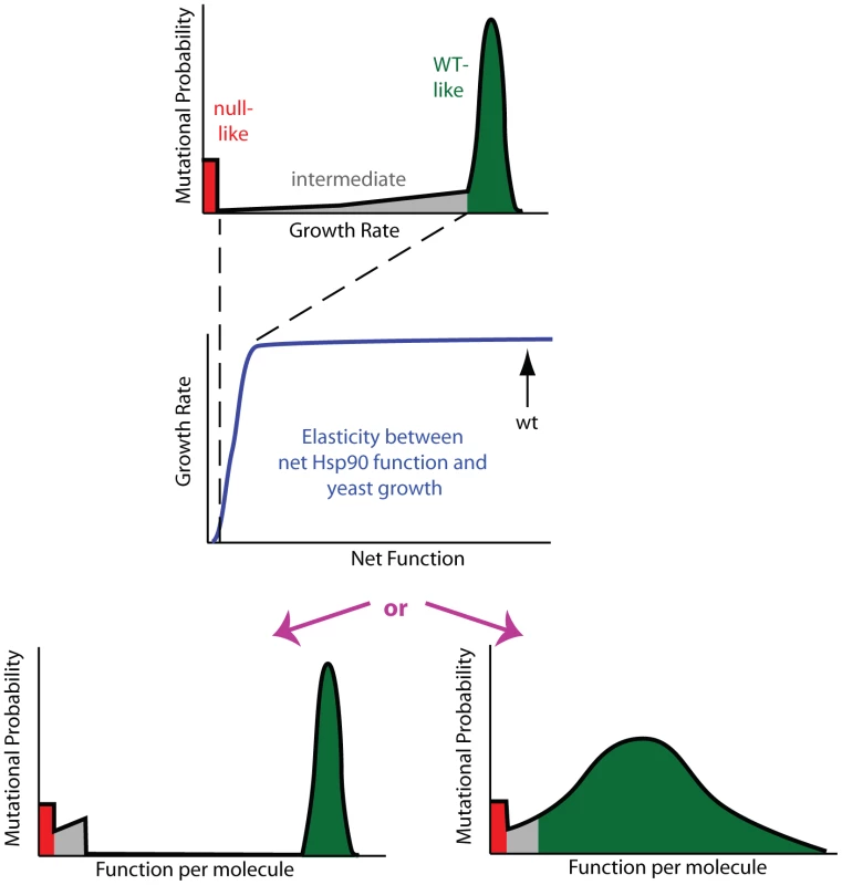 Mutant effects on protein function can be hidden to fitness analyses.