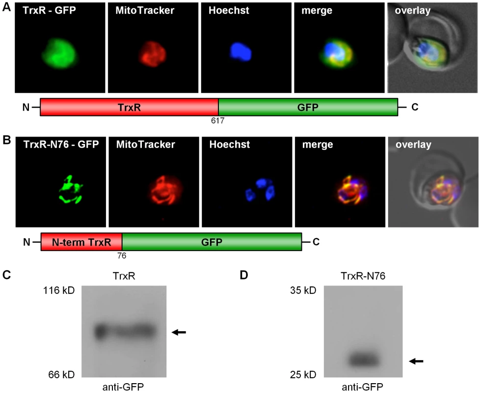 Dissection of the dual localization of <i>P. falciparum</i> TrxR.