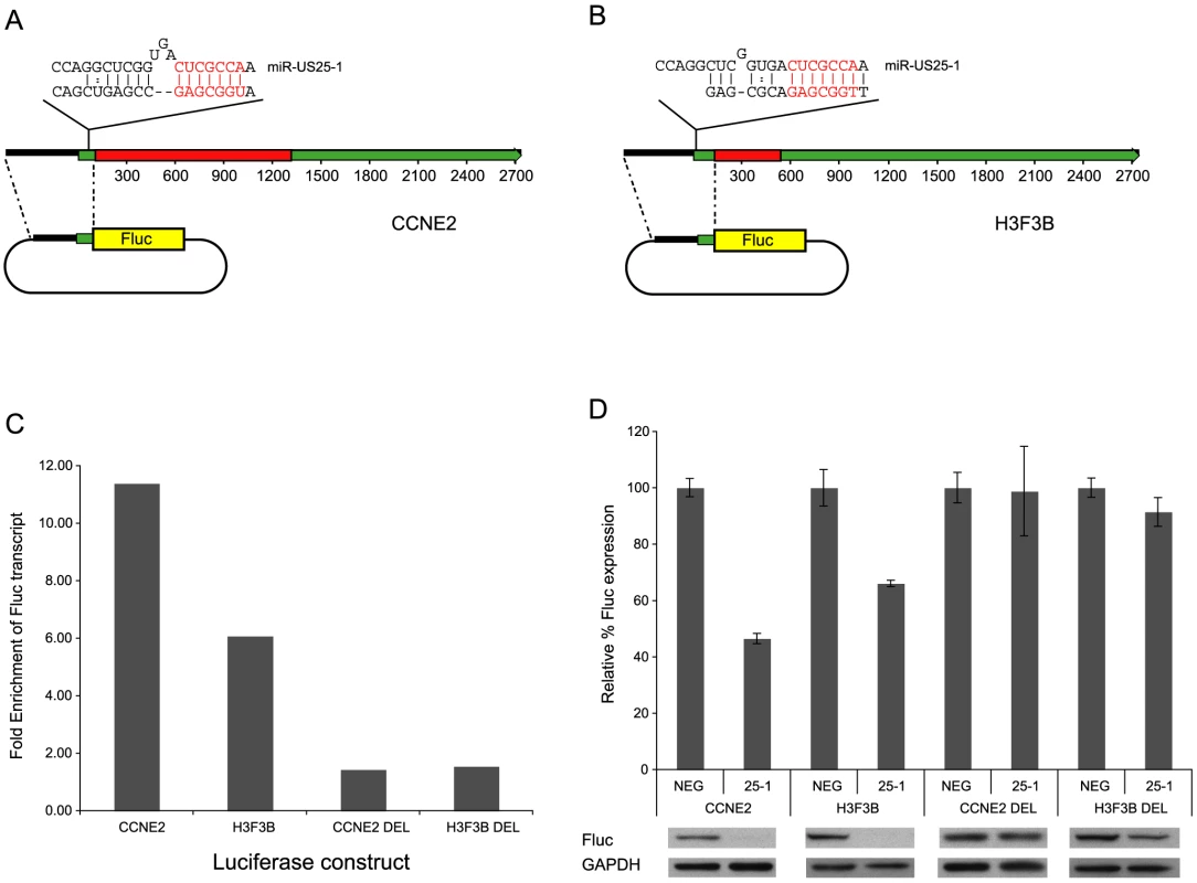 miR-US25-1 represses gene expression.