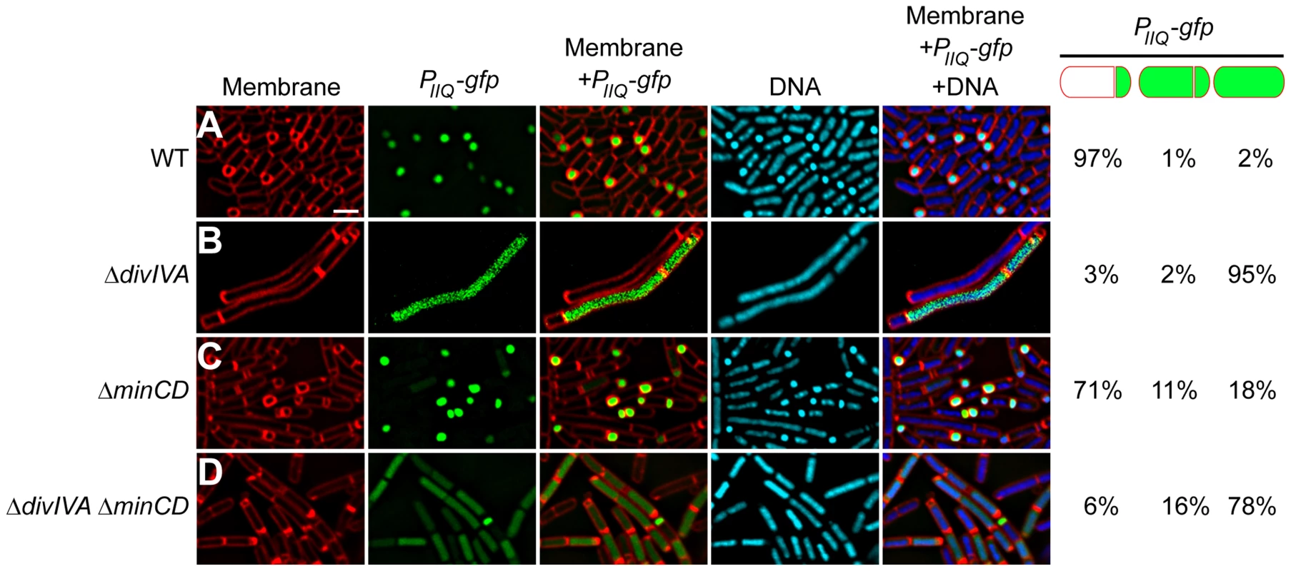 σ<sup>F</sup> is promiscuously mis-activated in the absence of DivIVA.