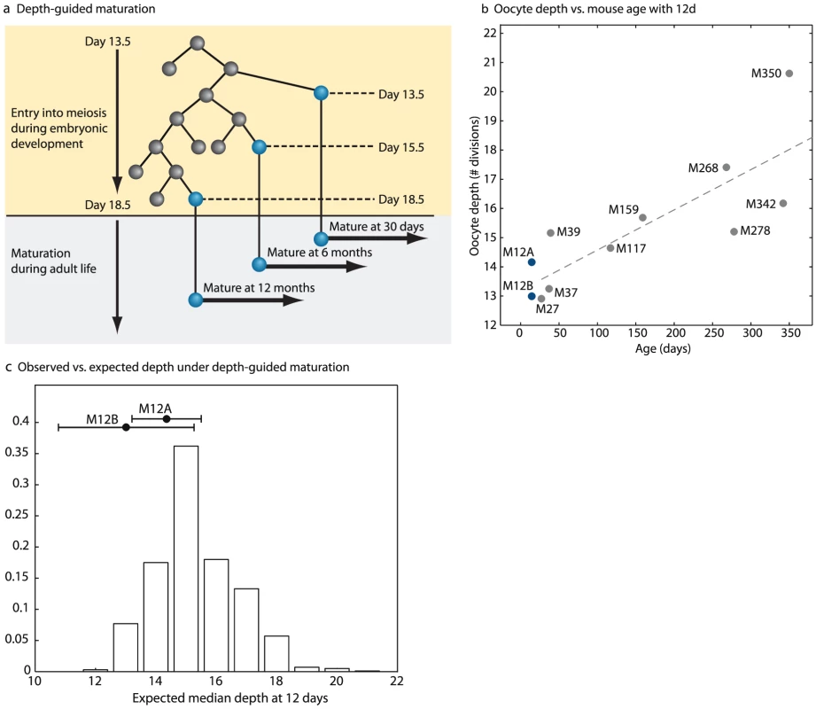 Depth-guided oocyte selection for ovulation accounts for the increase in oocyte depth with age.