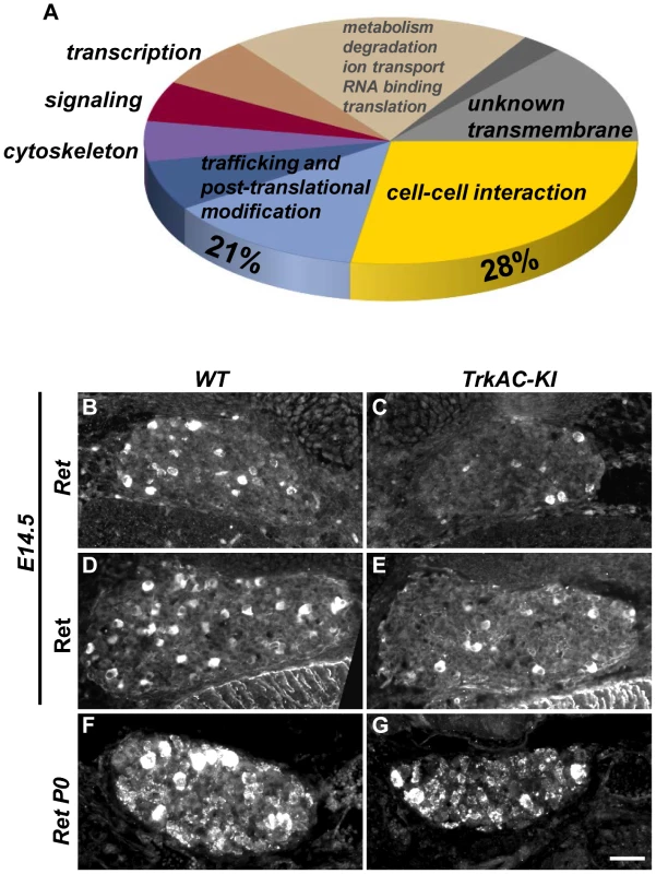 Microarray screen for differentially expressed genes in DRGs from E14.5 <i>TrkAC-KI</i> embryos reveal a number of genes potentially responsible for NGF-dependent axonal growth.