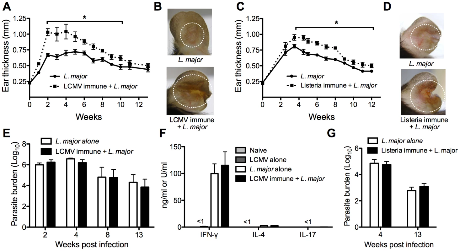 Previous heterologous infection increases leishmanial lesion size with no effect on parasite control.