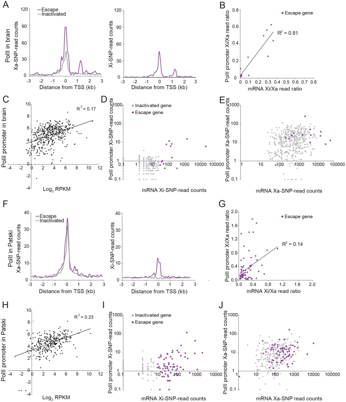 PolII-S5p enrichment at promoters of X-linked genes on the Xi correlates with expression and escape from XCI.