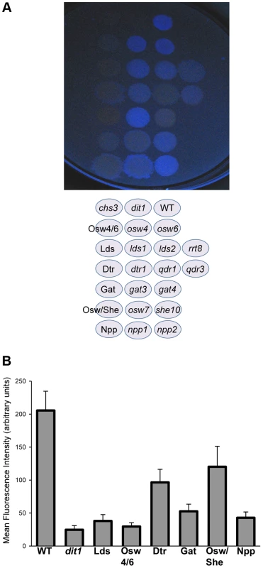 The effect of deletion of paralog sets on dityrosine fluorescence.