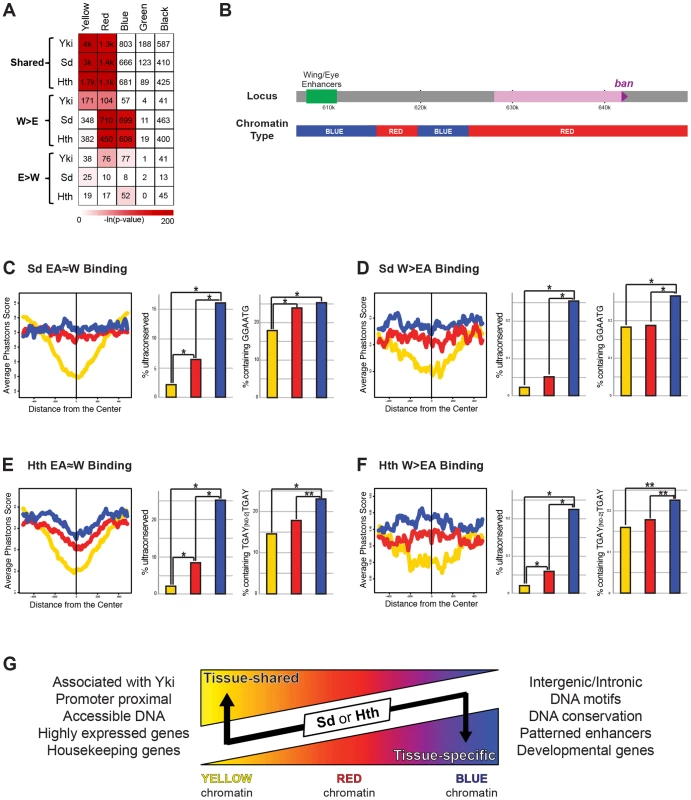 Relationship between Yki, Sd, and Hth binding and chromatin state.