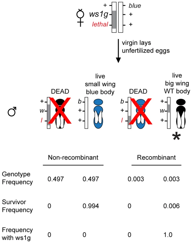 Positional cloning in <i>Nasonia</i> using linked lethals.