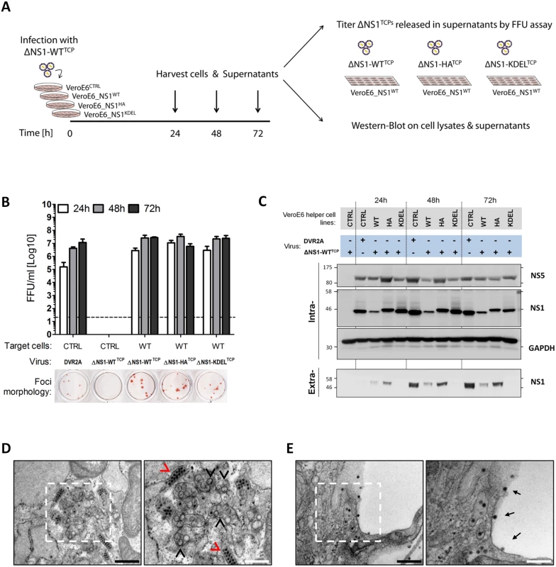 Secretion kinetics and ultrastructural characterization of ΔNS1<sup>TCP</sup>-infected helper cell lines.