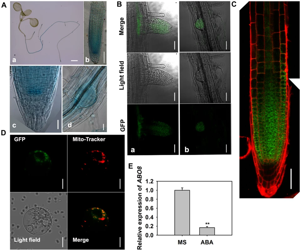 The expression and localization of ABO8.