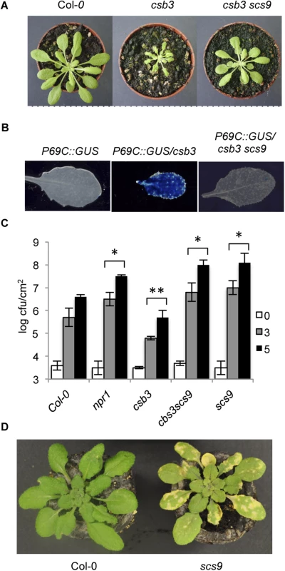 Characterization of scs9 plants.