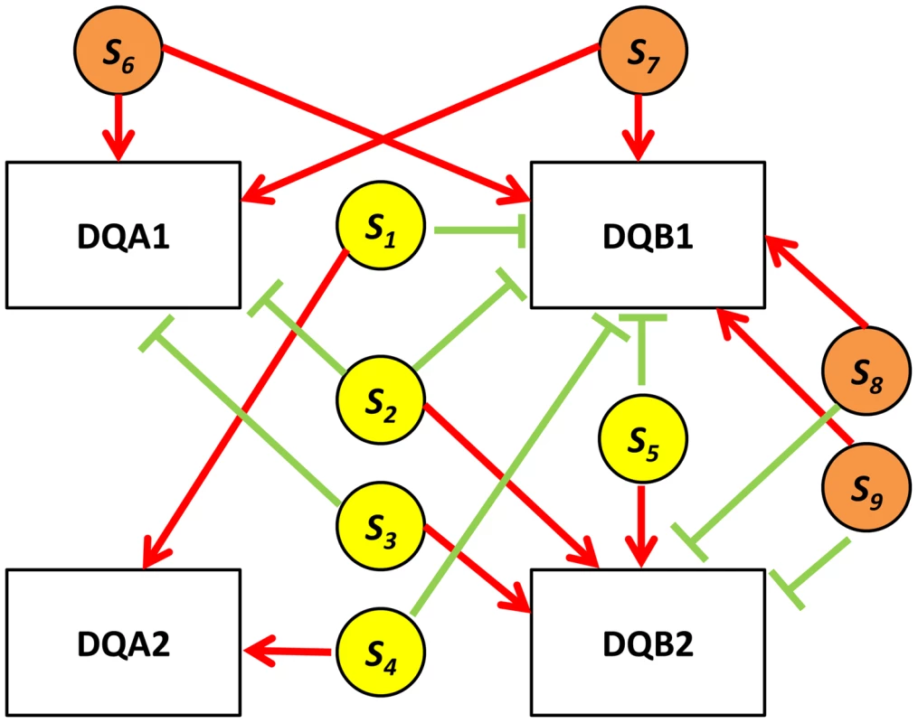 HLA quartet.
