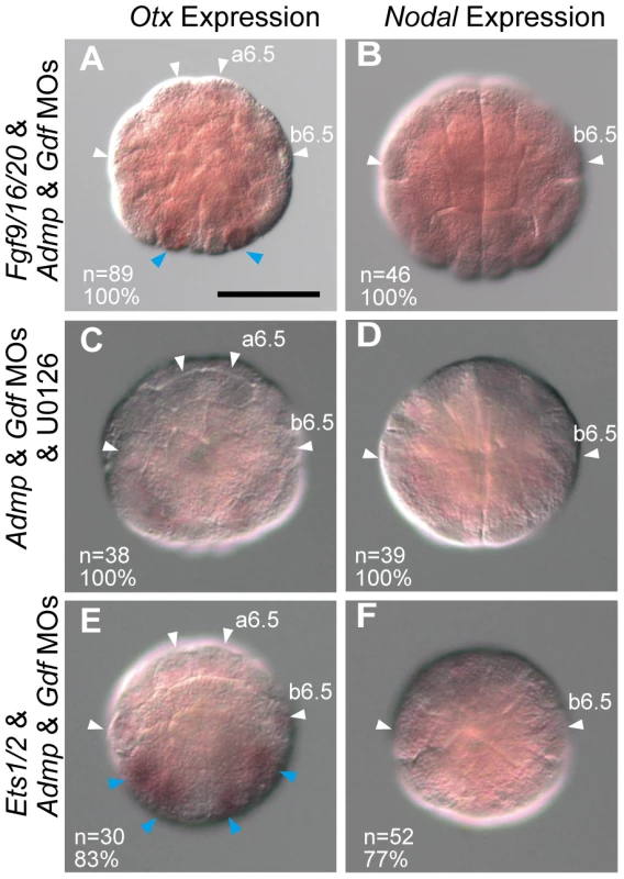 Interplay between FGF/EphrinA signaling and Admp/Gdf signaling.