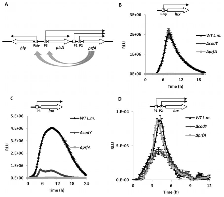 CodY is involved in a positive regulation of <i>prfA</i> transcription.