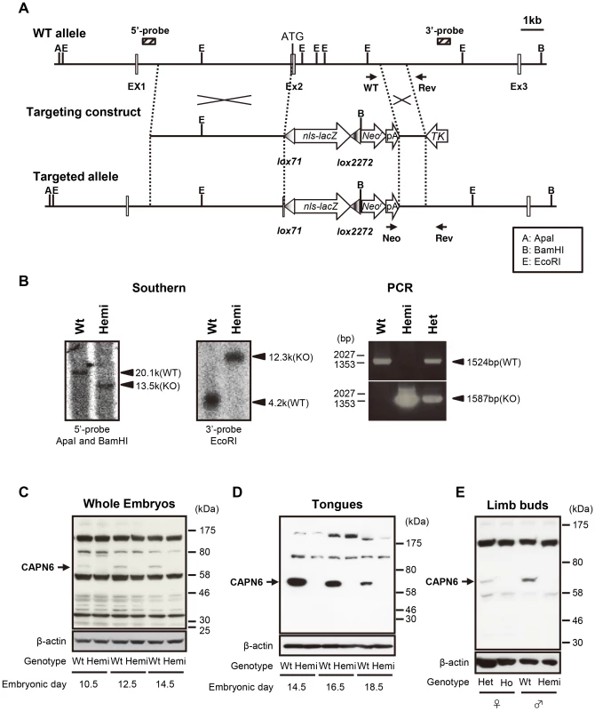 Targeted disruption of the <i>Capn6</i> gene.