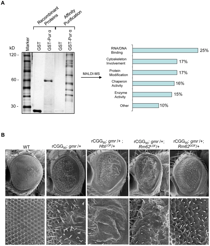Identification of Pur α-interacting proteins.