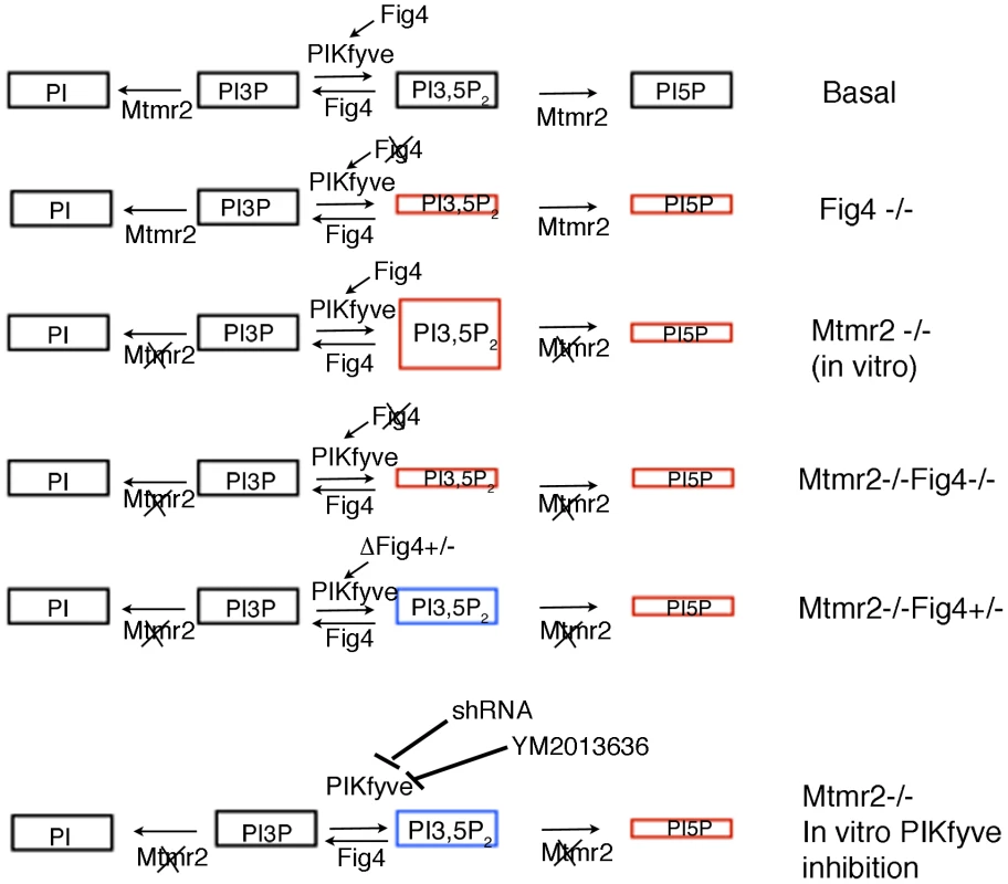Model of MTMR2 and FIG4 phosphatase activities in the control of PtdIns3<i>P</i>- PtdIns(3,5)<i>P</i><sub>2</sub> metabolism.