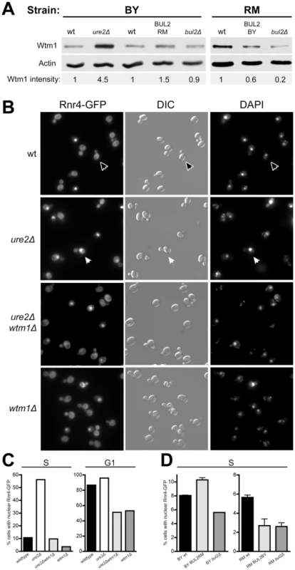 <i>ure2Δ</i> mutants and cells with BUL2RM have increased Wtm1 expression and activity.