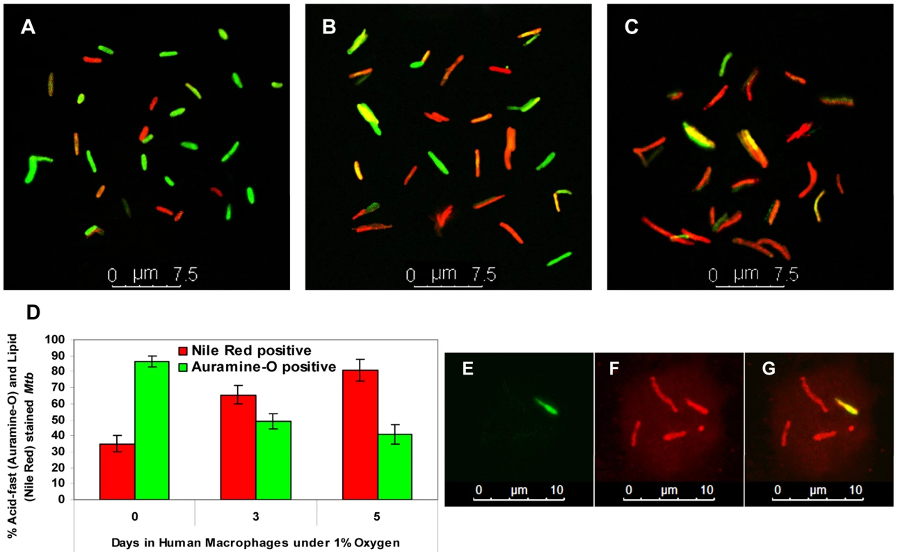 <i>Mtb</i> inside hypoxic macrophages loses acid fastness and accumulates lipid droplets.